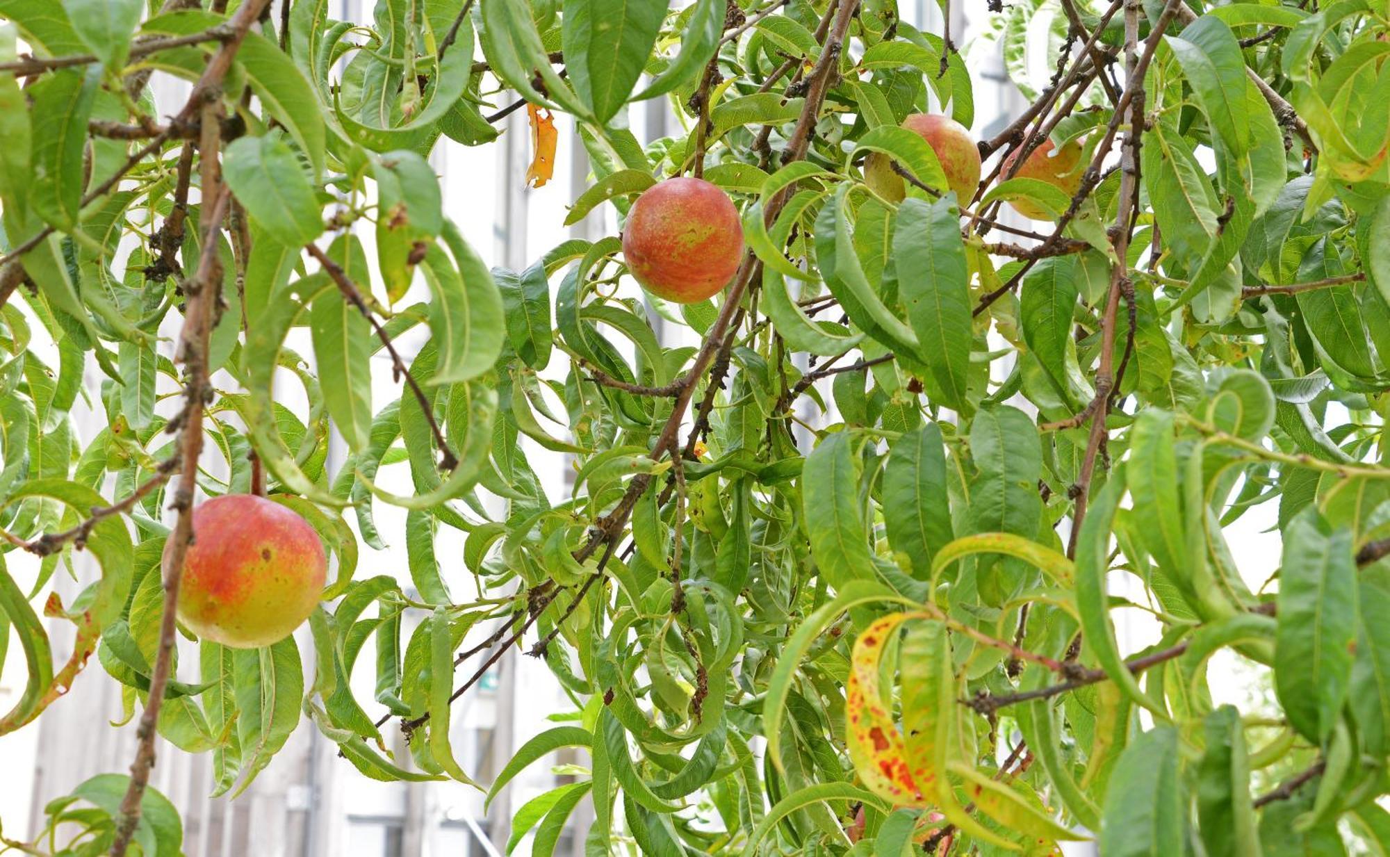 Peach Hostel&suites Hostel Porto