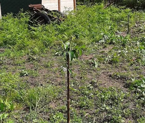 Jardim Lumi