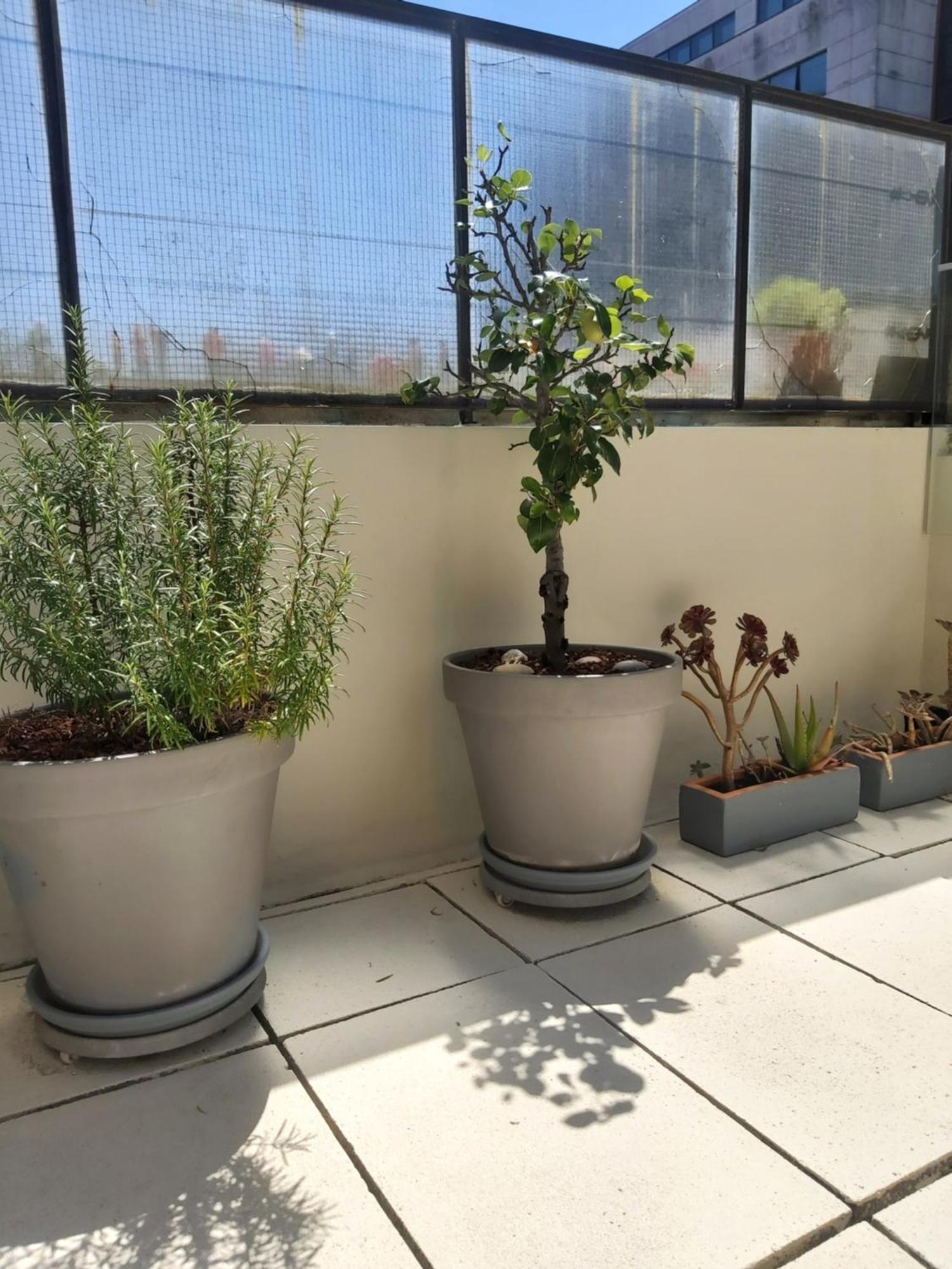 Terrace *