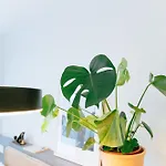 Cedofeita Studio 41