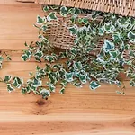 Guestready - Coral Apartment