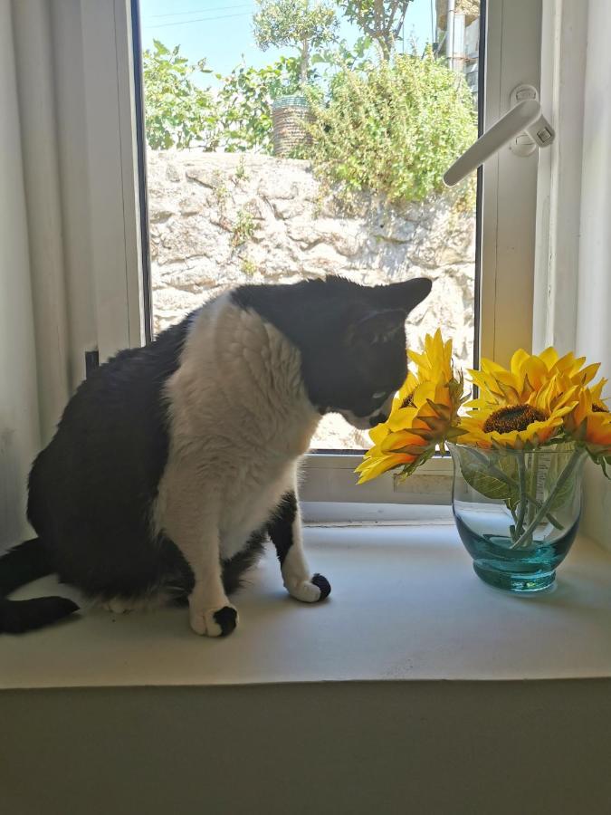St. Johns Alley Of Poetry And Imaginary Cats * Porto