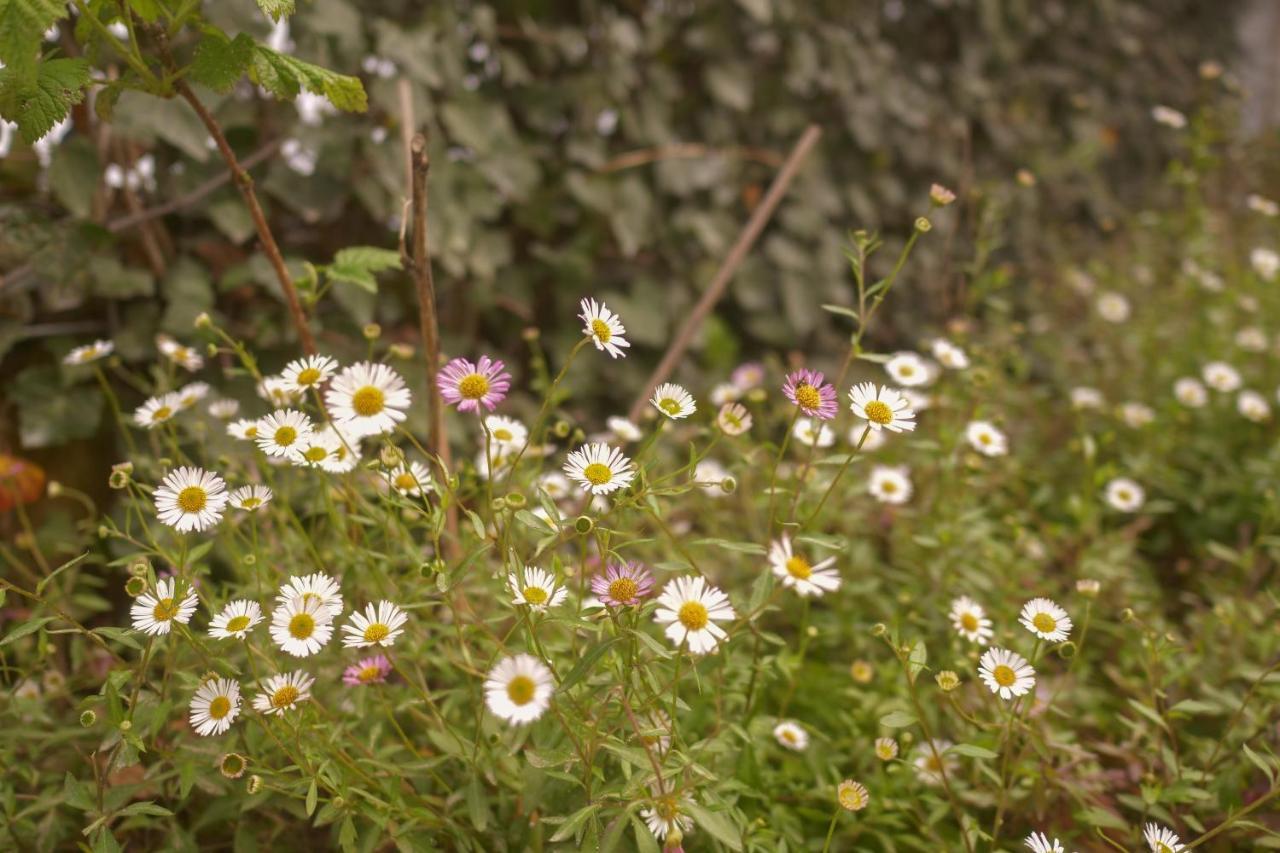 Burgo Flora 3