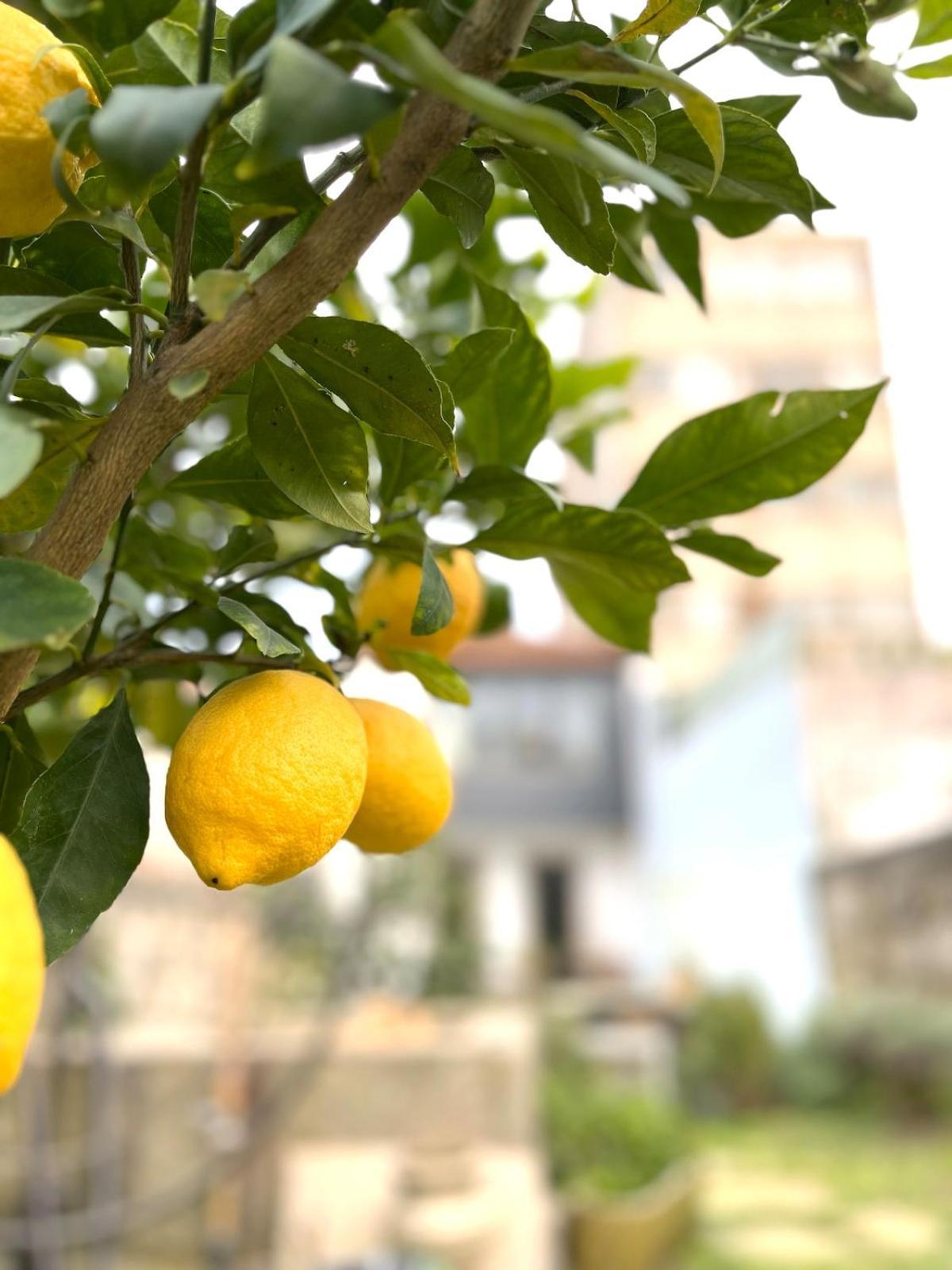 Hidden Gem Near Center- Garden, Outdoor Kitchen, Sauna Porto