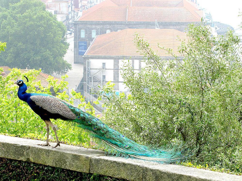 The Famous Peacock House * Porto