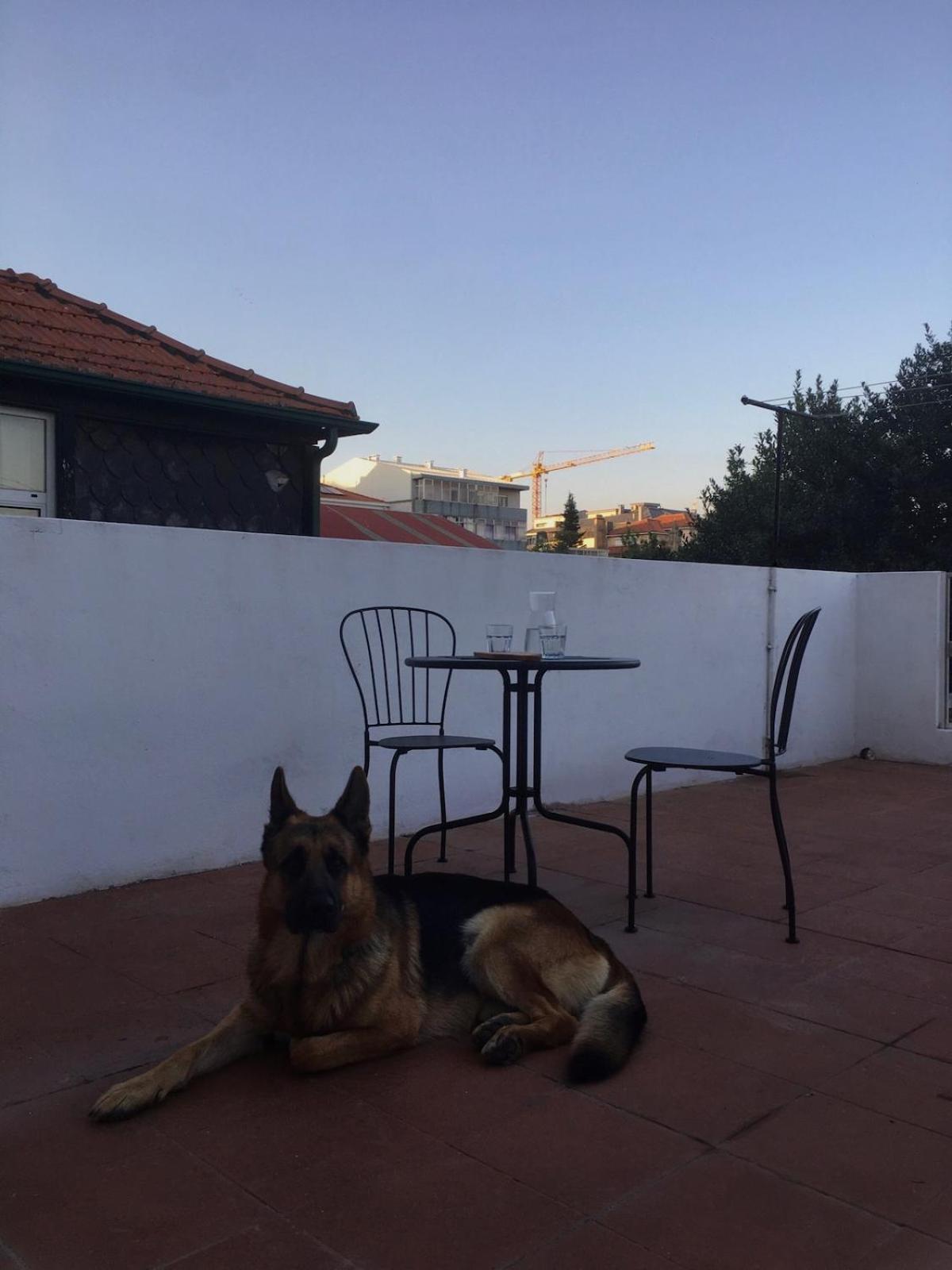 Apartment Porto's Secret Backyard